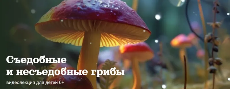 Скачать курс «[Детский лекторий] Съедобные и несъедобные грибы (Александр Толмачев)» — слив курса