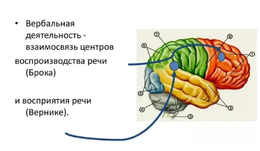 Скачать курс «Мозговые механизмы речи (Татьяна Визель)» — слив курса