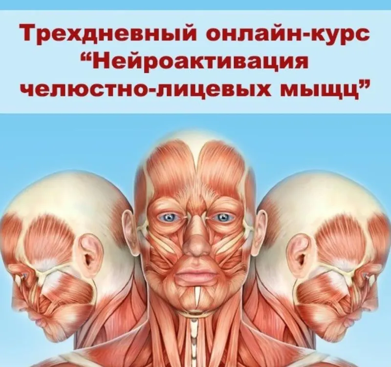 Скачать курс «Нейроактивация челюстно-лицевых мышц (Александр Киреев, Татьяна и Евгений Коган)» — слив курса