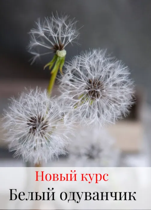 Скачать курс «Белый одуванчик (Дина Косточка)» — слив курса