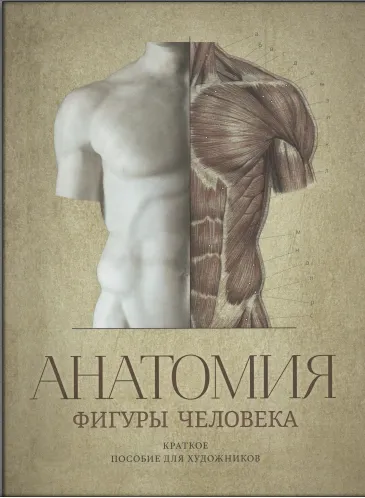 Скачать курс «Анатомия фигуры человека. Краткое пособие для художников. Учебное пособие (Владимир Могилевцев)» — слив курса