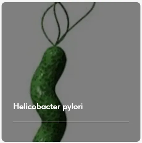Скачать курс «Лечебный протокол Helicobacter pylori. Тариф Без обратной связи (Елена Ержанова)» — слив курса