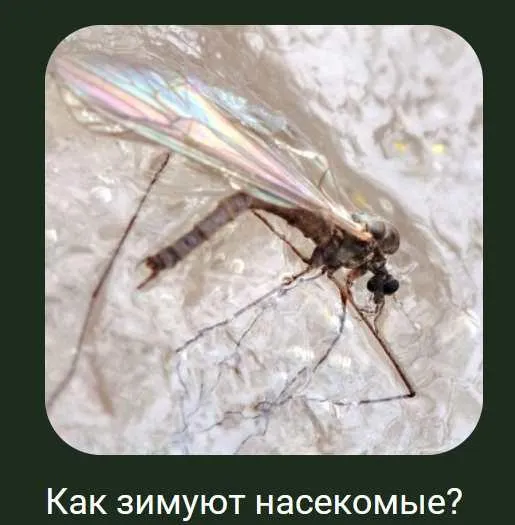 Скачать курс «[Детский лекторий] Как зимуют насекомые (Александр Толмачев)» — слив курса