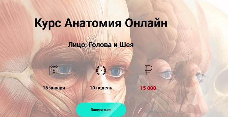 Скачать курс «Анатомия Онлайн Лицо, Голова и Шея (Эмилия Савельева)» — слив курса