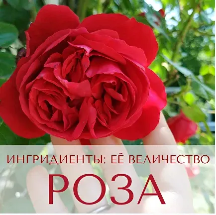 Скачать курс «Ингридиенты: её величество Роза! (Анна Зворыкина)» — слив курса