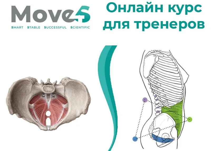 Скачать курс «[move4s] Тазовая диафрагма (Леля Савосина)» — слив курса