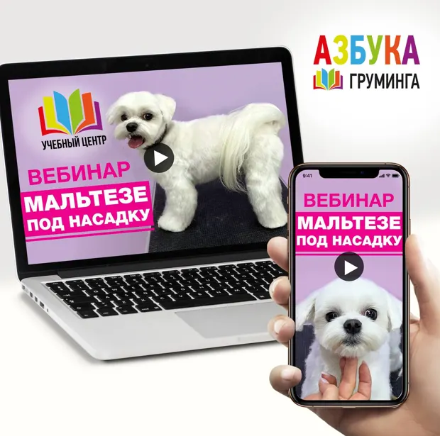 Скачать курс «[Азбука Груминга] Стрижка мальтезе под насадку (Дарья Казимова)» — слив курса