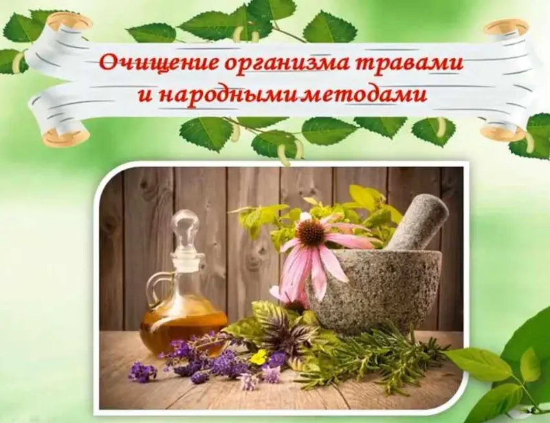 Скачать курс «Очищение организма травами и народными методами (Ольга Спиридонова)» — слив курса