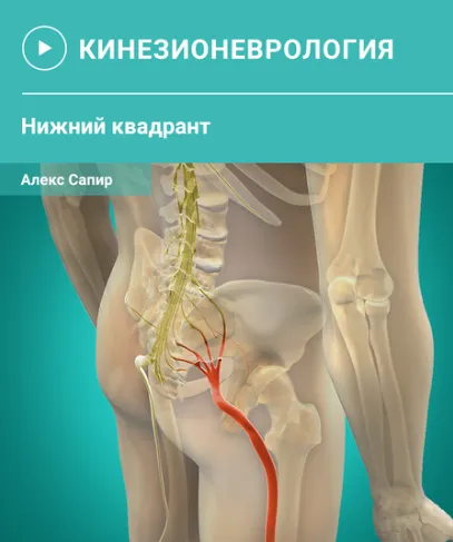 Скачать курс «Мануальная терапия нервной ткани. Нижний квадрант (Алекс Сапир)» — слив курса