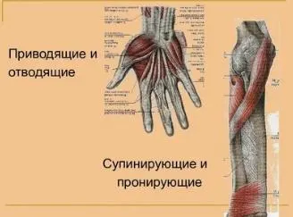 Скачать курс «Функциональная анатомия мышц (Андрей Мочало)» — слив курса