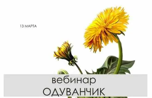 Скачать курс «Одуванчик Полевой (Светлана Капцева)» — слив курса
