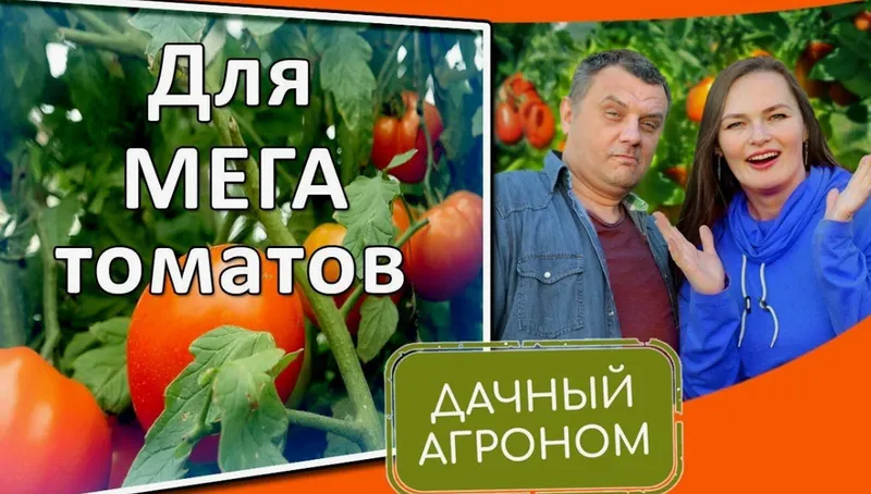 Скачать курс «[Дачный агроном] Томатный Курс» — слив курса
