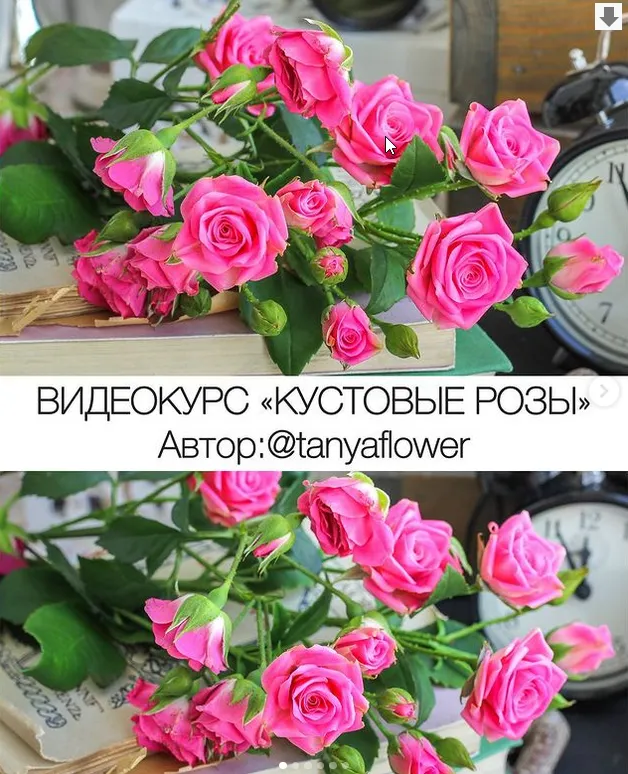 Скачать курс «Кустовые розы (tanyaflower)» — слив курса