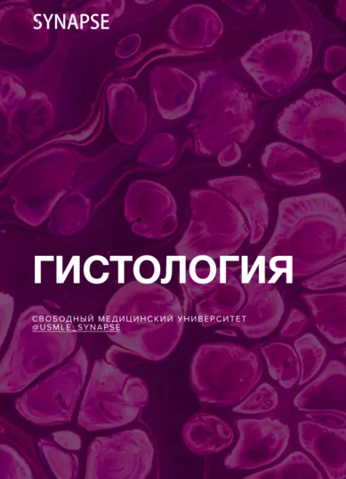 Скачать курс «[Synapse] Учебник по гистологии» — слив курса