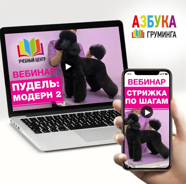 Скачать курс «[Азбука Груминга] Пудель Модерн. Для начинающих (Дарья Казимова)» — слив курса