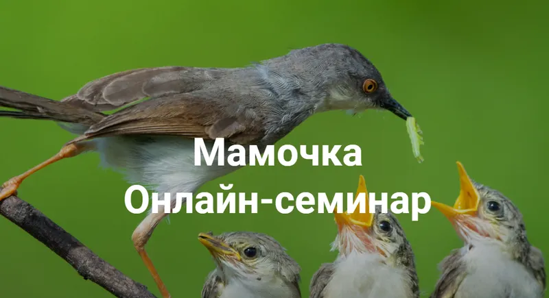 Скачать курс «Мамочка (Елена Веселаго)» — слив курса