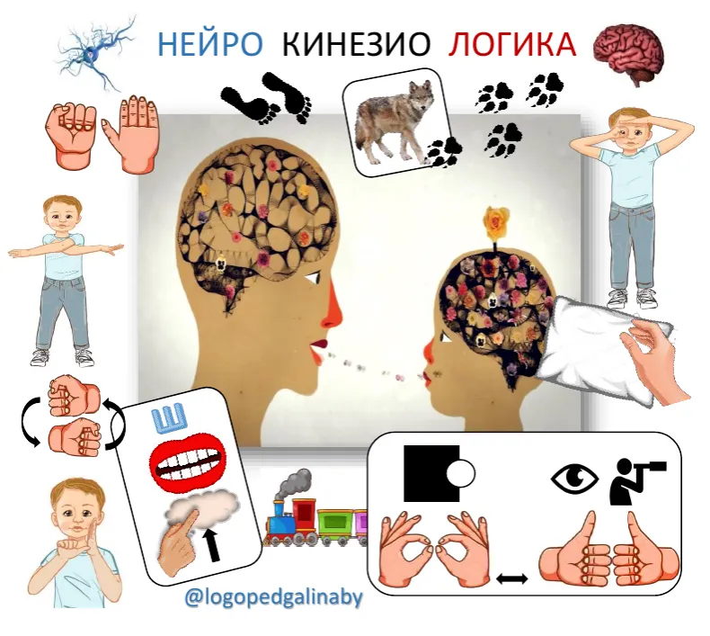 Скачать курс «Нейро Кинезио Логика (logopedgalinaby)» — слив курса