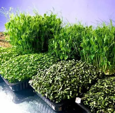 Скачать курс «Организация и правильные продажи бизнеса микрозелени (Николай Сабзир)» — слив курса