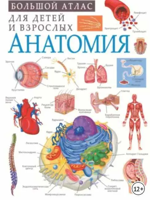 Скачать курс «Анатомия (Анна Спектор)» — слив курса
