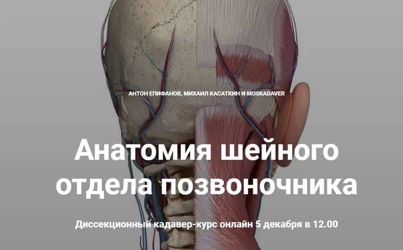 Скачать курс «Анатомия шейного отдела позвоночника (Антон Епифанов, Михаил Касаткин)» — слив курса