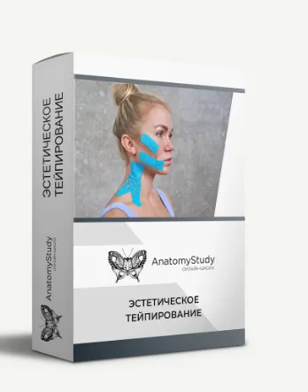 Скачать курс «[anatomy study] Эстетическое тейпирование (Андрей Богатырев)» — слив курса