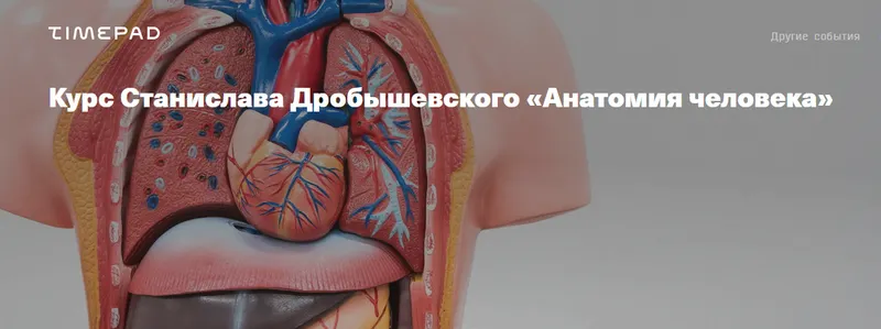 Скачать курс «[Архэ] Анатомия человека 2024. Ангиология и эндокринология (Станислав Дробышевский)» — слив курса