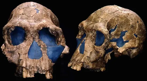 Скачать курс «[Архэ] Ранние Homo: загадочный миллион и неумелые руки человека умелого (Станислав Дробышевский)» — слив курса