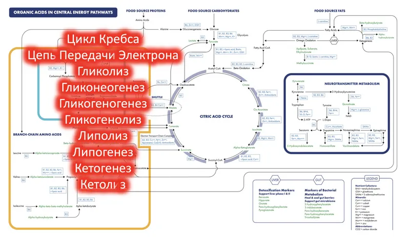 Скачать курс «Базисные Процессы получения Энергии (АТФ) (Андрей Лобузнов)» — слив курса