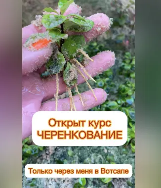 Скачать курс «Черенкование (Ева. Сад своими руками)» — слив курса