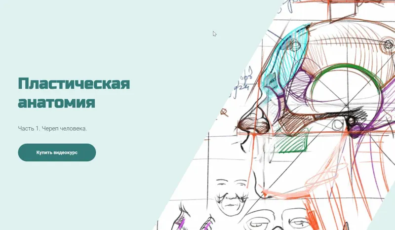 Скачать курс «Череп человека (Александр Рыжкин)» — слив курса
