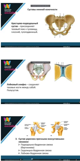 Скачать курс «Функциональная анатомия аппарата движения: Суставы нижних конечностей. Часть 1 (Колледж Вейдера)» — слив курса