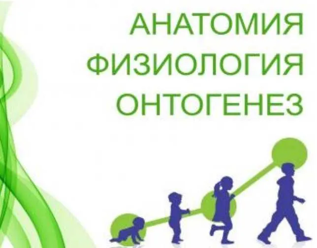 Скачать курс «Физиология. Онтогенез (Анастасия Семко)» — слив курса