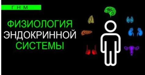 Скачать курс «Физиология эндокринной системы. Щитовидная железа (Анастасия Семко)» — слив курса