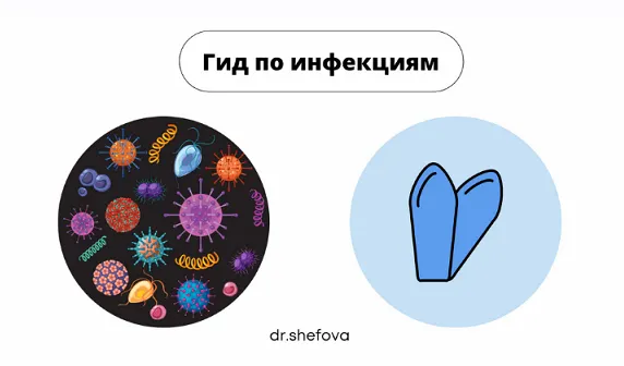 Скачать курс «Гид по инфекциям (Юлия Шефова)» — слив курса