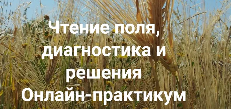 Скачать курс «[Институт открытого поля] Чтение поля, диагностика и решения. Вся практика (Елена Веселаго)» — слив курса
