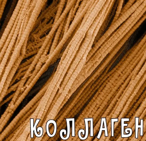 Скачать курс «Коллаген от А до Я (Валерий Подрубаев)» — слив курса