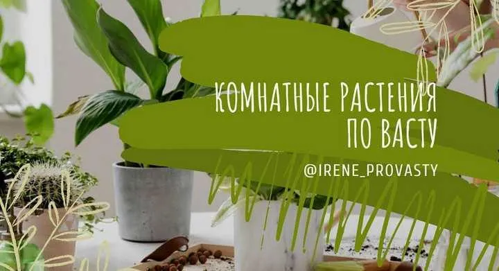 Скачать курс «Комнатные растения по ВАСТУ (Ирина Еремеева)» — слив курса