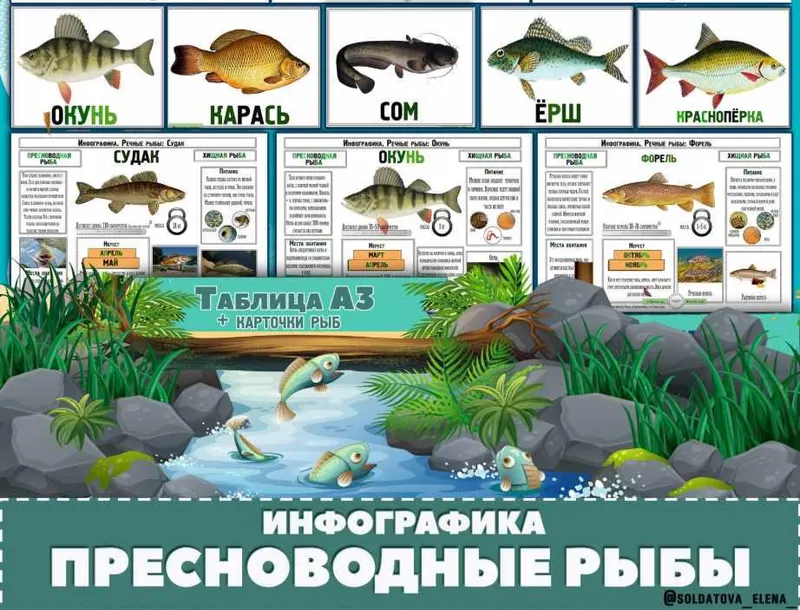 Скачать курс «Пресноводные рыбы. Инфографика  (Елена Солдатова)» — слив курса