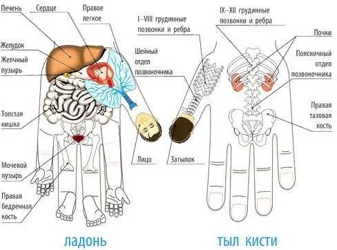 Скачать курс «Су Джок терапия Теория Триначалия. Базисный курс (Кристина Астахова)» — слив курса