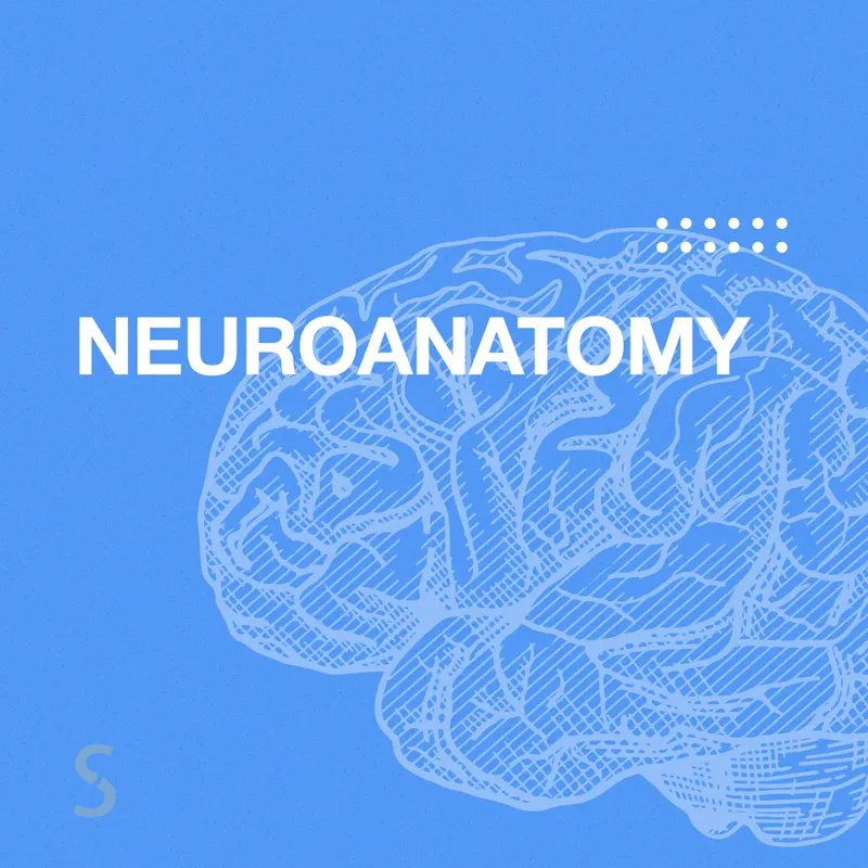Скачать курс «[Synapse] Neuroanatomy. Нейроанатомия (Иван Агеев)» — слив курса