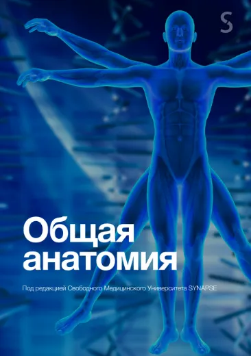 Скачать курс «[Synapse] Учебник по анатомии» — слив курса
