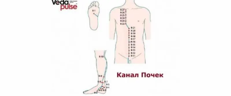 Скачать курс «[Vedapuls] Канал Почек, диагностика и методы воздействия (Сергей Косинцев)» — слив курса