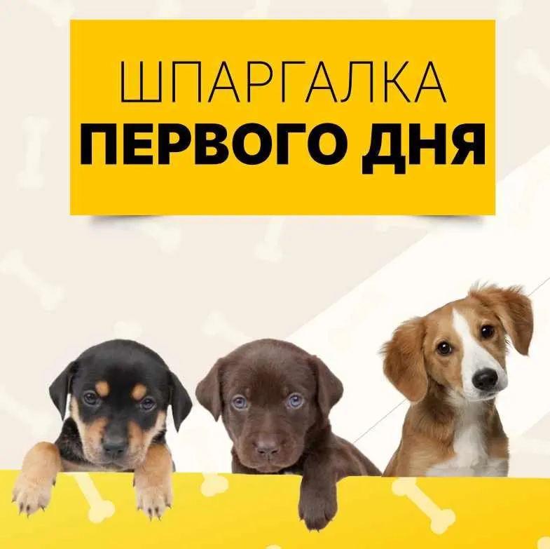 Скачать курс «Шпаргалка первого дня (Ольга Сысоева)» — слив курса