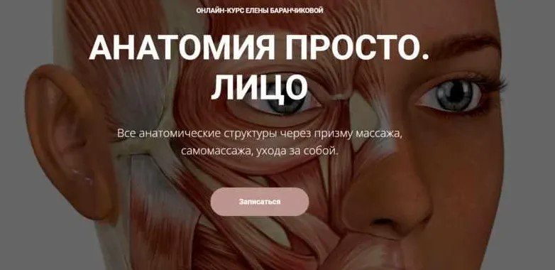 Скачать курс «Анатомия просто. Лицо (Елена Баранчикова)» — слив курса